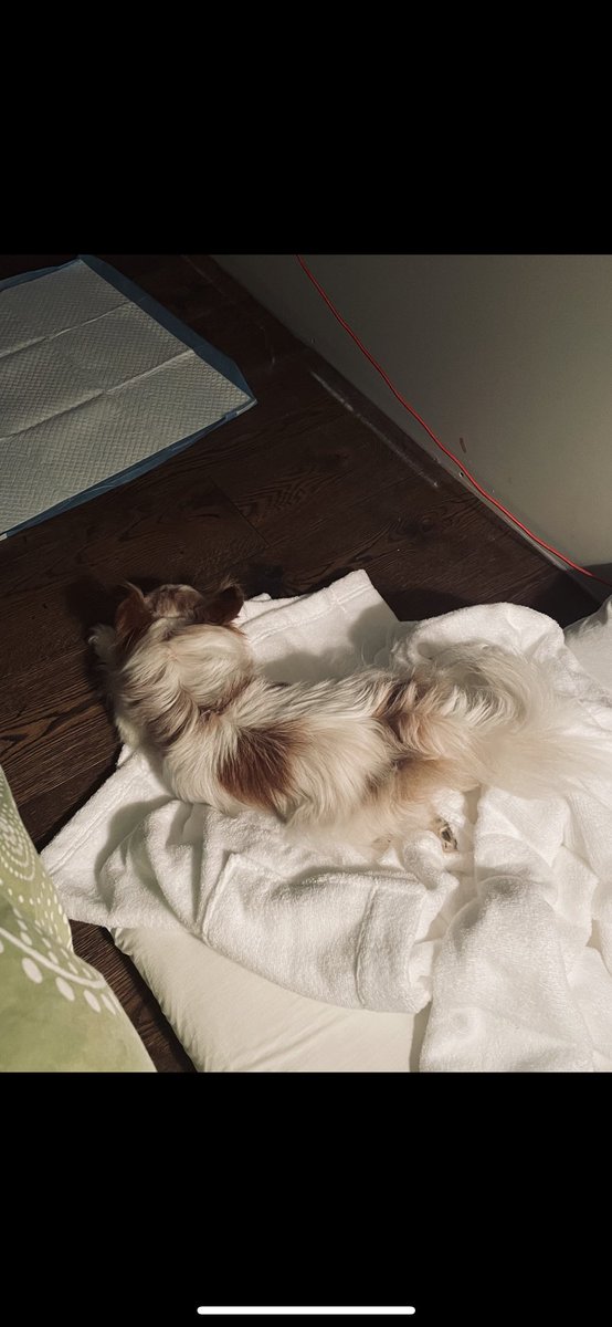 rach_mandin's tweet photo. Senior dog Wednesday is MISSING in MAPLE RIDGE. Locals please keep an eye open. #missingpet #mapleridge #missingdog #vancouvermissingpet #mapleridgemissingpet #bcmissingpets https://t.co/AMu9mrWeyY