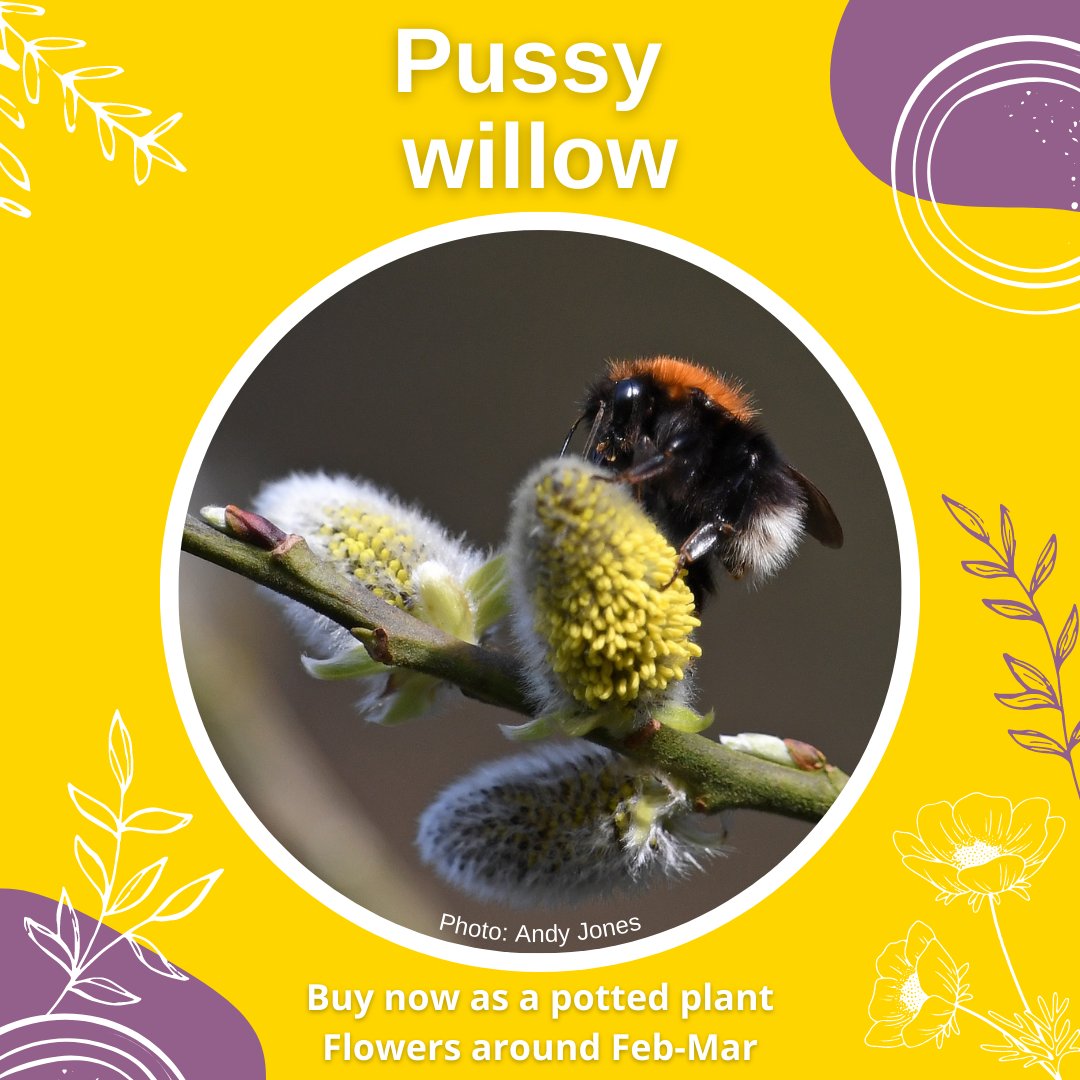 Bumblebee Conservation Trust tweet media