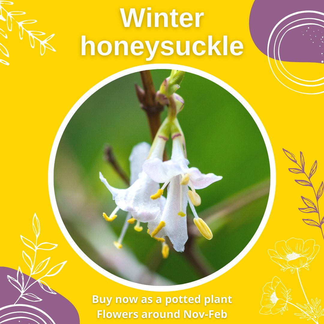 Bumblebee Conservation Trust tweet media