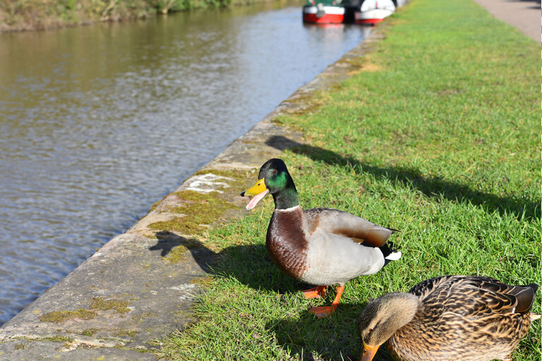 Today is #WorldHabitatDay 🦢🦋🦆 Our canals and rivers provide homes for all kinds of plants and wildlife. Whether it is the water or alongside it, nature thrives on the waterways💙 These wildlife corridors are spaces like no other, offering 2,000 miles of connected habitat🌳