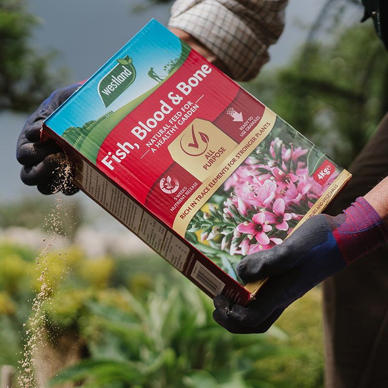 FutureGardenLtd's tweet photo. 🍂 Don't let the changing season slow your garden down. Boost your garden's vitality with Westland Fish, Blood, and Bone All-Purpose Plant Food. 🌿🍁 🌼

https://t.co/hqwPioXx8I https://t.co/sfosXXo6HS