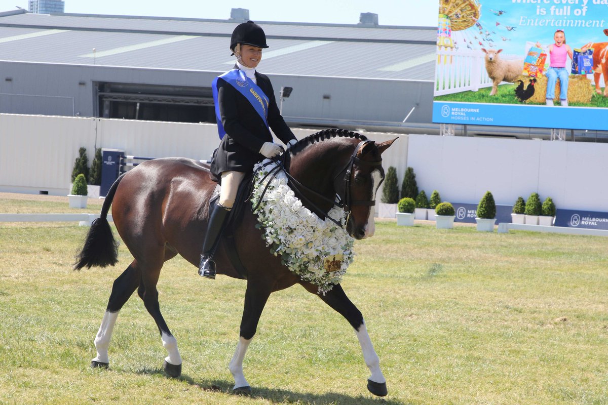 Had an incredible time at the 2023 <a href="/MelbRoyalShow/">MelbourneRoyalShow</a> 🏵️ Proud to parade Beauty Generation (Genie) &amp; Twilight Payment! Congrats to Jessica Stalling on Verdict by Direction's Garryowen win! Genie's back in action after foot injury. Exciting times ahead in the show ring!