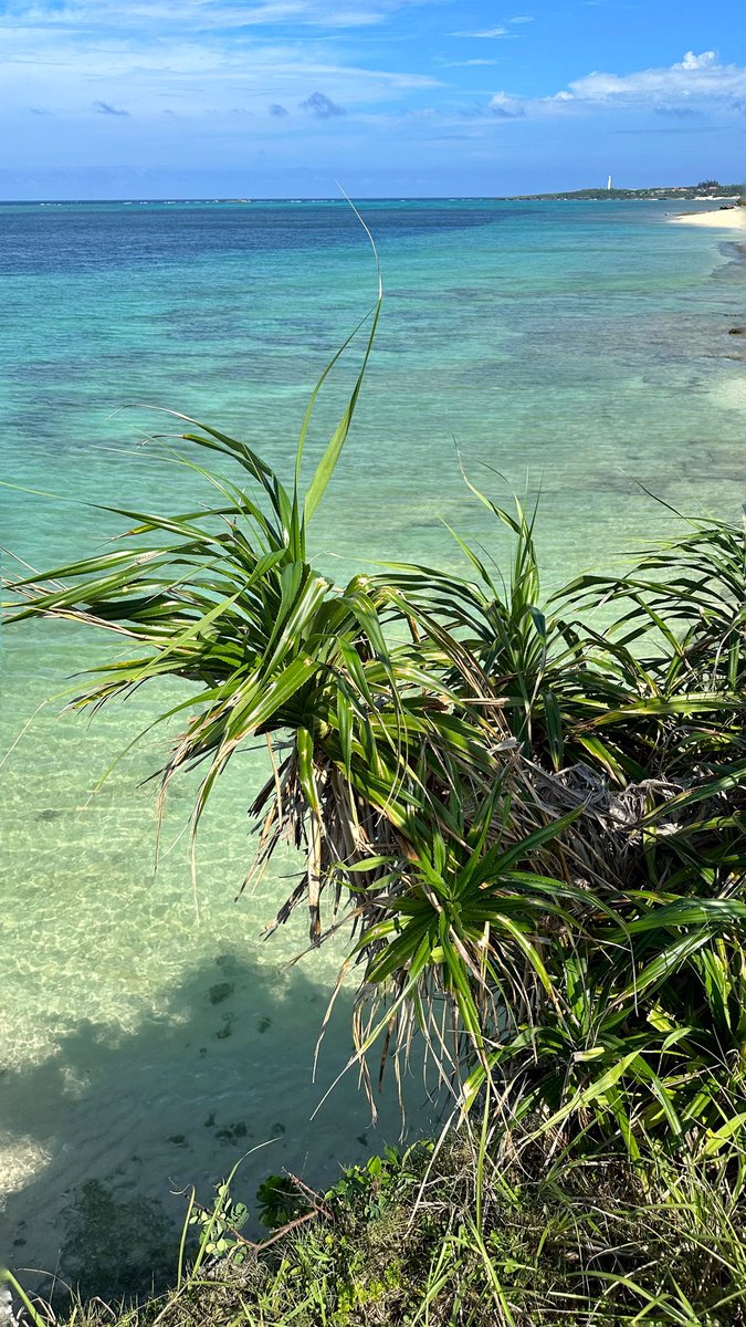 VIEA_Magazine's tweet photo. En direct d’Okinawa. Le Japon tropical!!🎌🌴#Okinawa #Japon #Voyage #Tropical https://t.co/pT5BqKtzvd