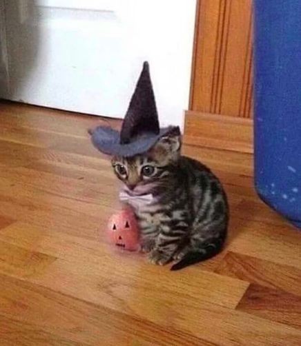rllygaydude's tweet photo. УРАААА спукиманс !!! https://t.co/hzmfcavfXr