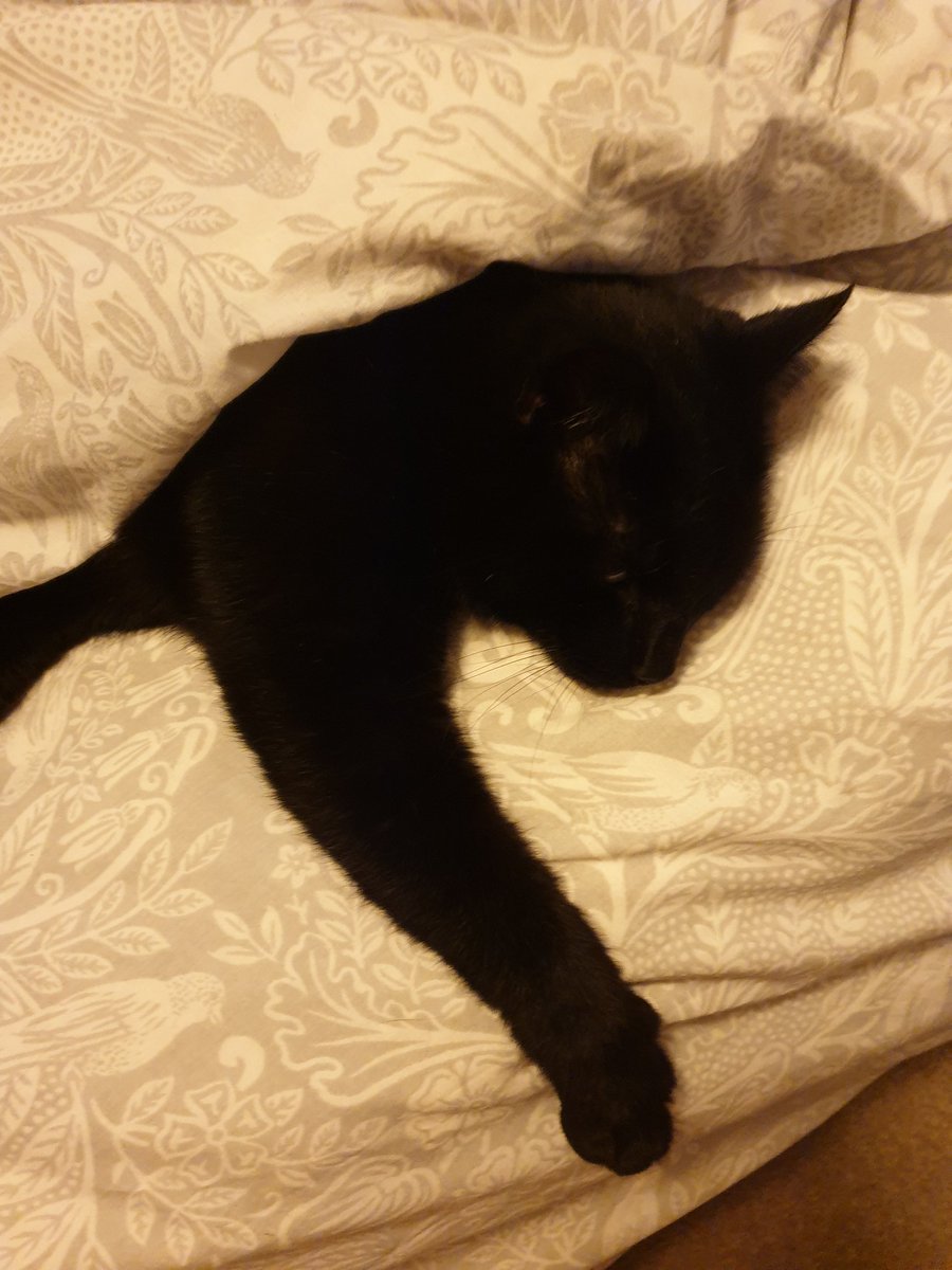 cookdunf's tweet photo. @JaneyGodley Oscar sends cuddles from his purrito bed xx https://t.co/LCP86lzpn4