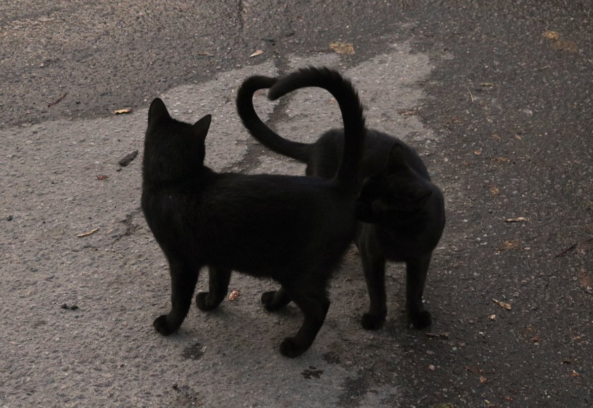murchelfotodump's tweet photo. black cats love #canon #cats https://t.co/Iw42xjuYEb