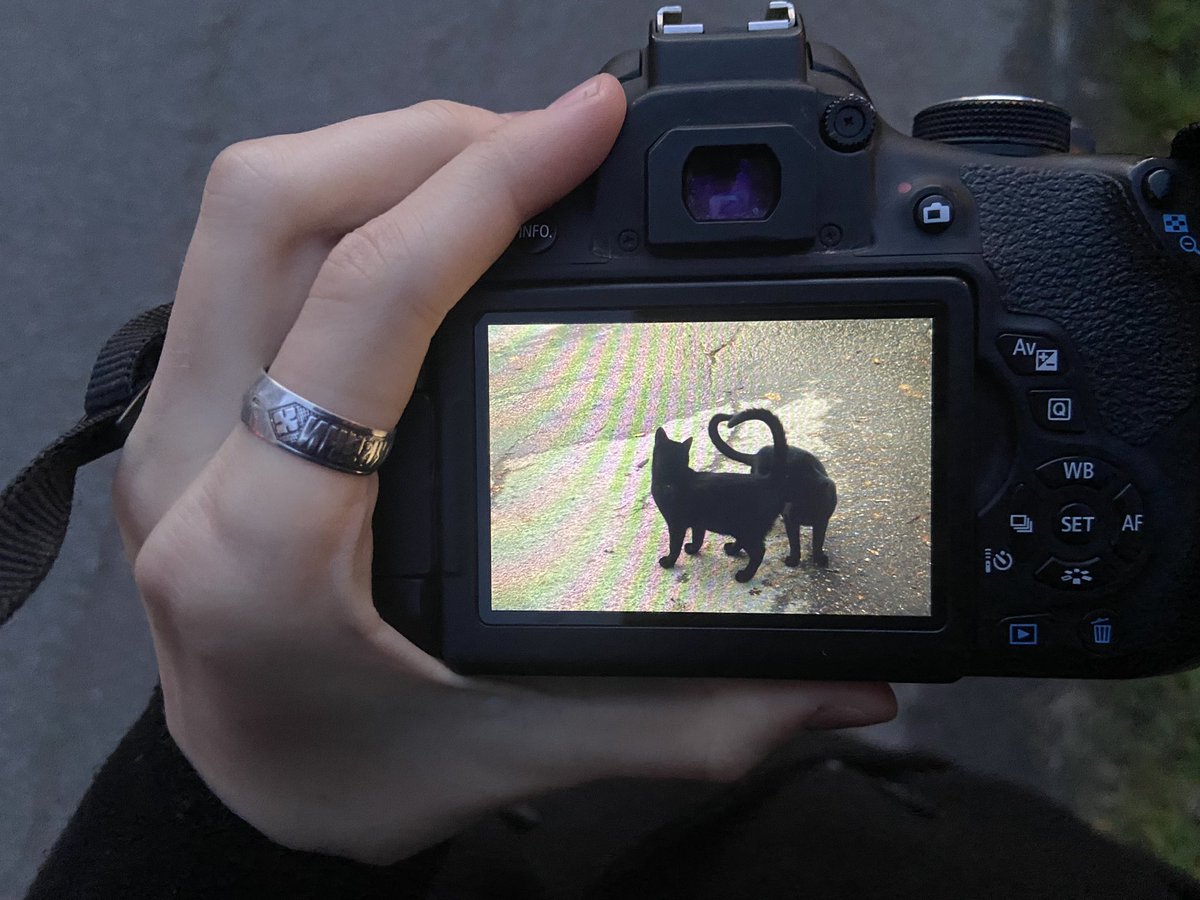murchelfotodump's tweet photo. black cats love #canon #cats https://t.co/Iw42xjuYEb