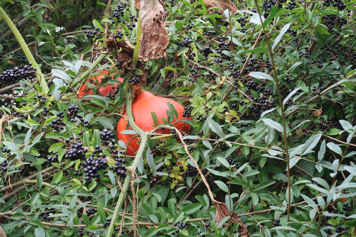 BuchTill's tweet photo. Orangerote Herbstglut und Erntedank im halbwilden Garten in #Geitelde. Die Hokkaido-Kürbisse - sieben an einer Pflanze - schwer zu ernten, da in mehreren Metern Höhe im Ligusterstrauch-Gestrüpp: Sie sind nämlich mal wieder steil gegangen ;-) .
Euch einen schönen Feiertag morgen! https://t.co/K9hjjU31CS