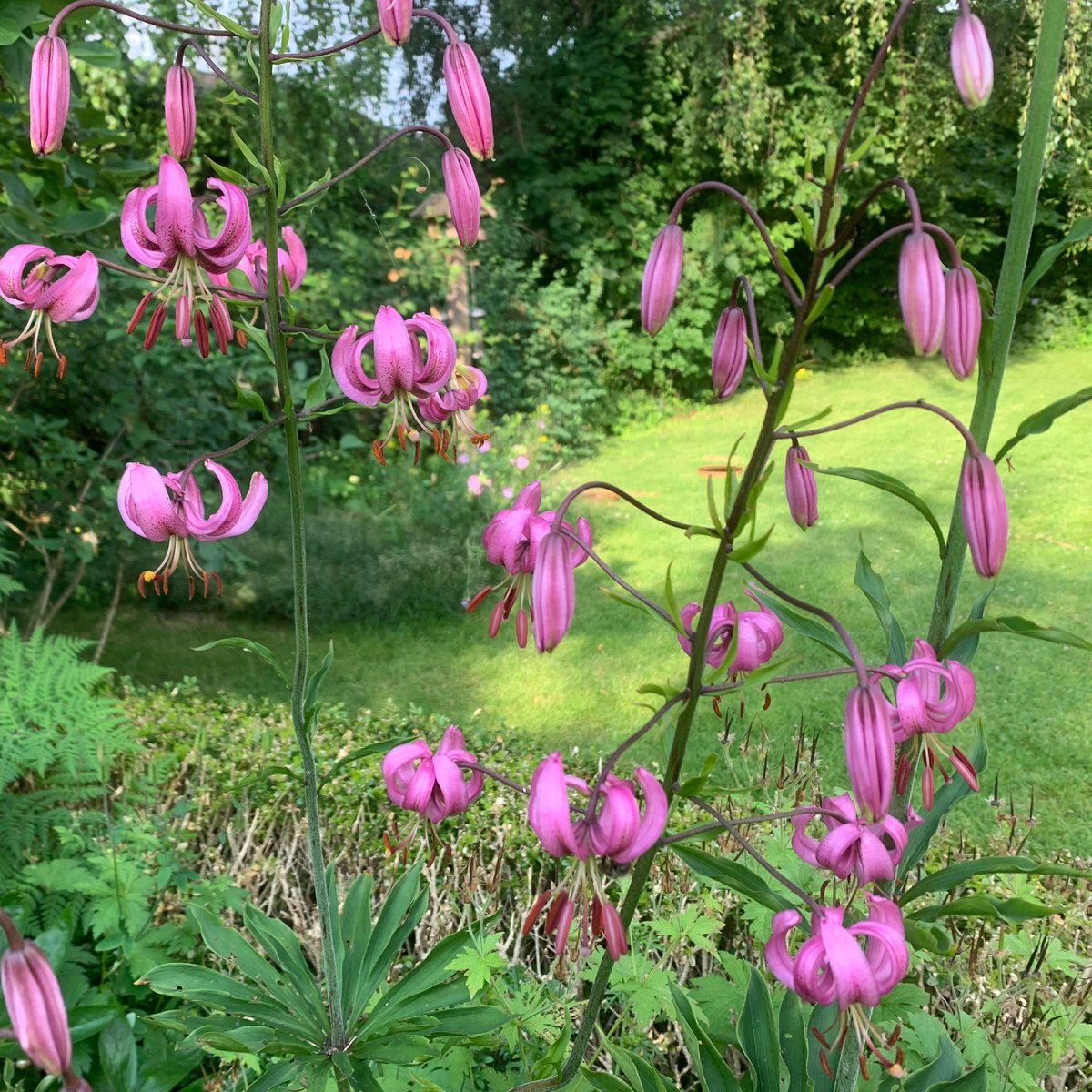JohRomberg's tweet photo. Im eigenen #Garten bedrohte heimische #Wildpflanzen bewahren: Das geht mithilfe dieses wunderbaren Projekts der @UniLeipzig . Auf der Liste für #Niedersachsen sehe ich, dass 4 Arten schon bei mir wachsen – aber über 500 sind noch übrig! #Artenschutz 🌿🌸🪻
https://t.co/FNELXiECug https://t.co/KtJmu6TsaS