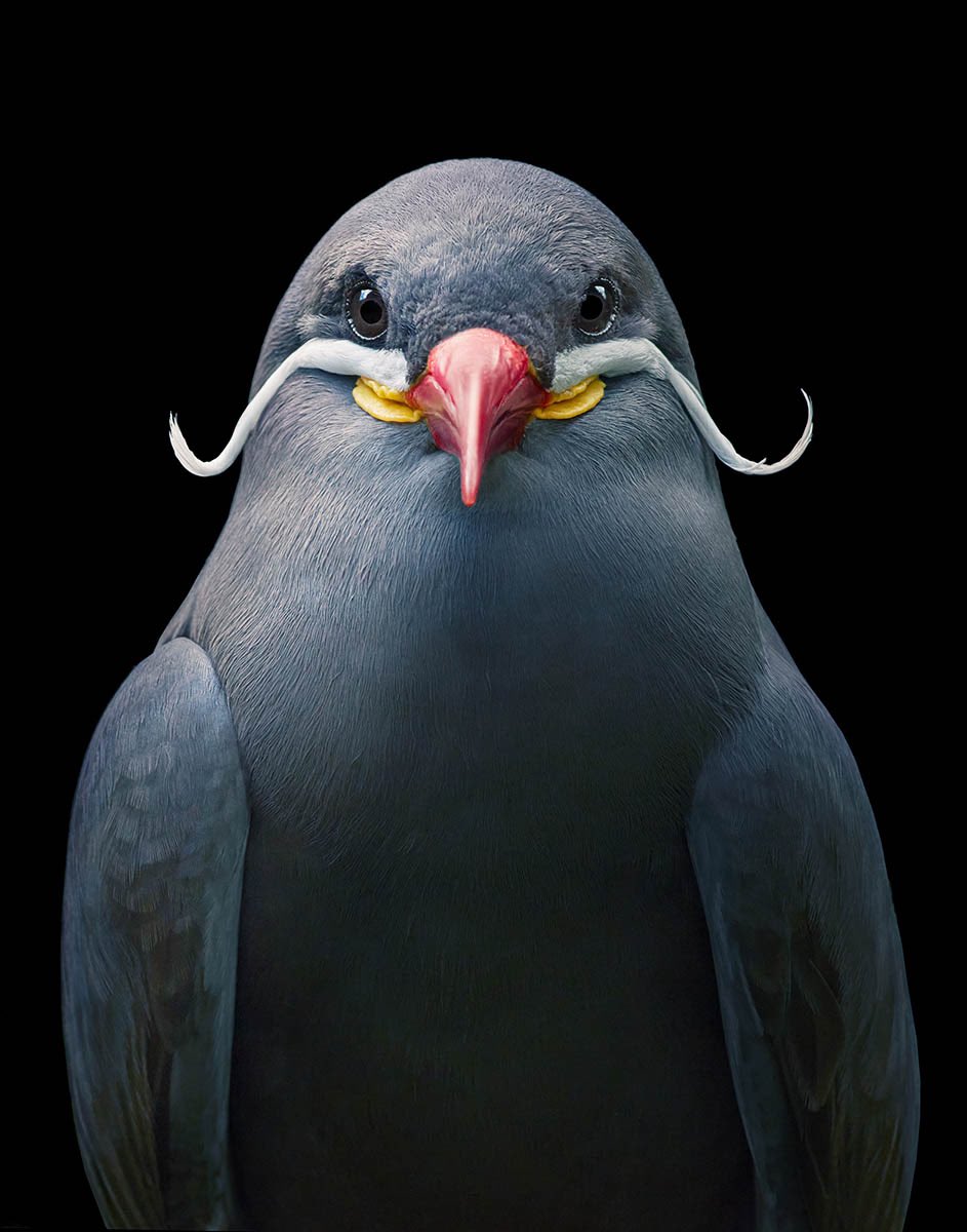 MaidenheadCC's tweet photo. This week we have @TimFlach giving his talk on Bird and Dog photography. Based on the example images below. This looks like a talk not to be missed
#cameraclubtalk #timflach #birdphotography #dogphotography https://t.co/iigvPXQNlu