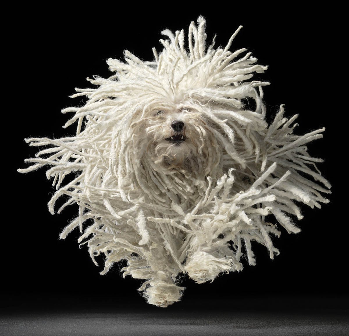 MaidenheadCC's tweet photo. This week we have @TimFlach giving his talk on Bird and Dog photography. Based on the example images below. This looks like a talk not to be missed
#cameraclubtalk #timflach #birdphotography #dogphotography https://t.co/iigvPXQNlu