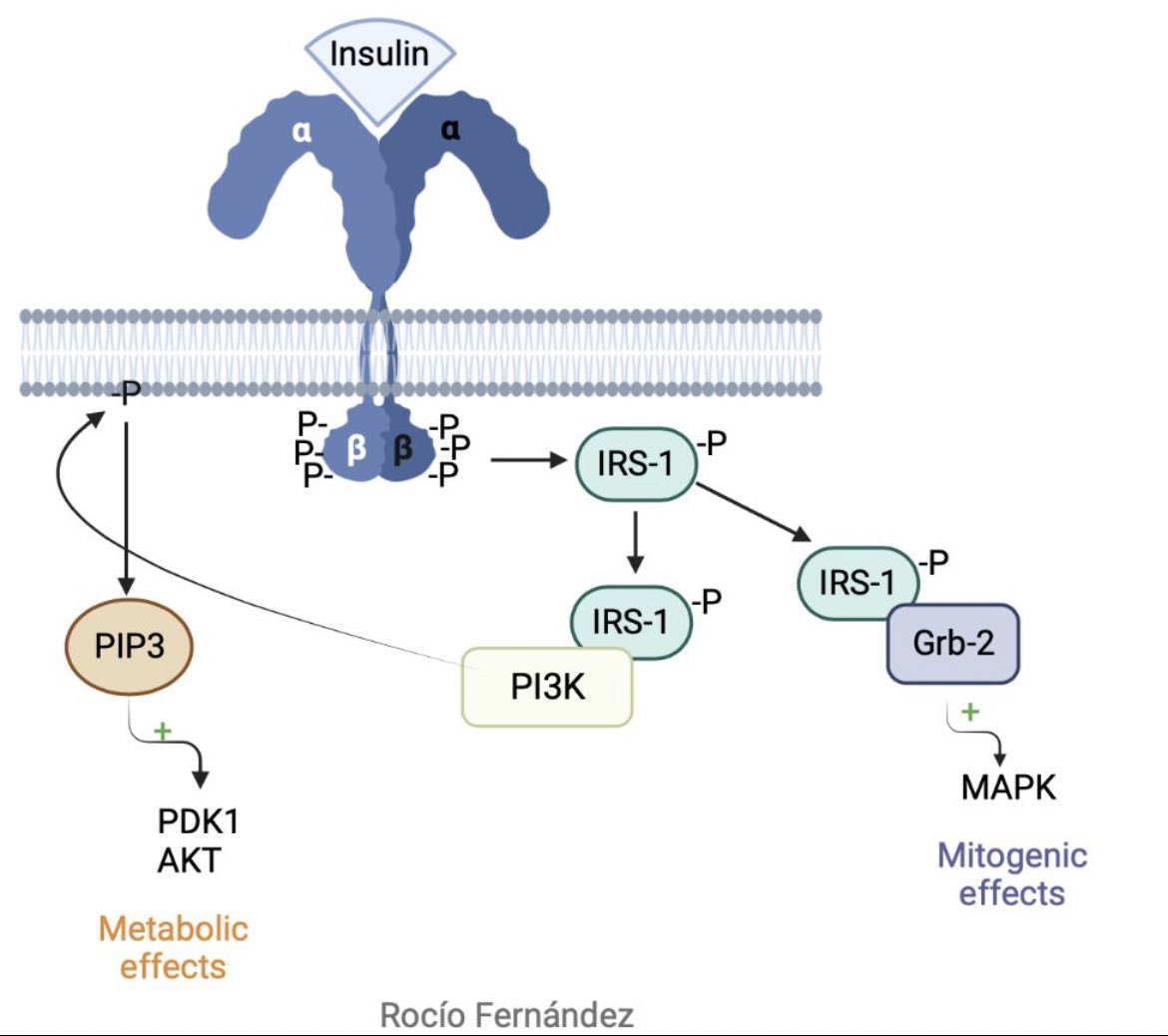 RozioFV's tweet photo. Mecanismo molecular del receptor de #insulina  ⬇️⬇️

https://t.co/JcxZHEFQhy 
#biologiamolecular #diabetes #señalizacioncelular https://t.co/C3UJLk2v0N