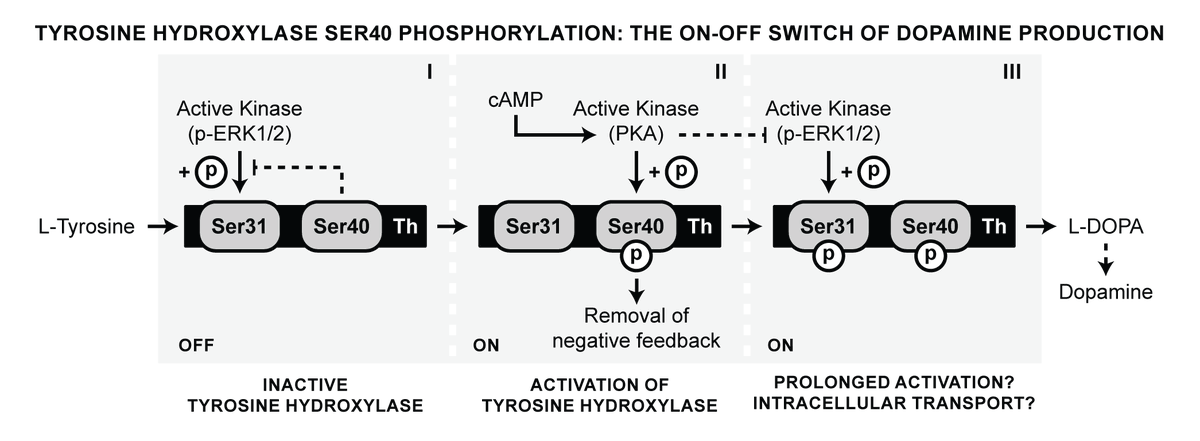 ehdouma's tweet photo. 🧠📢 The first publication of Macrobian Biotech (https://t.co/8mz15hn3g1) is out in 
@JNeurochem! It's about the regulation of the rate-limiting enzyme in dopamine synthesis: tyrosine hydroxylase. Find out more: https://t.co/BkAtrh7P3G 

@SILS_UvA @LarsPvanderHei1 #Parkinson https://t.co/guYQwgkYOf