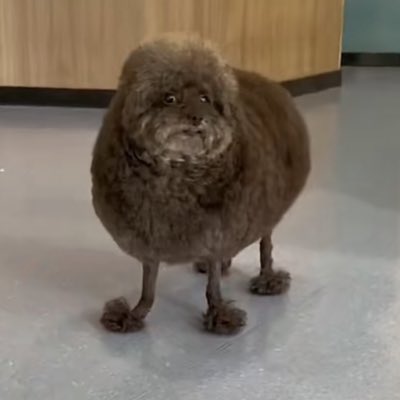 ClipsBmx's tweet image. #Newpfp random ass dog