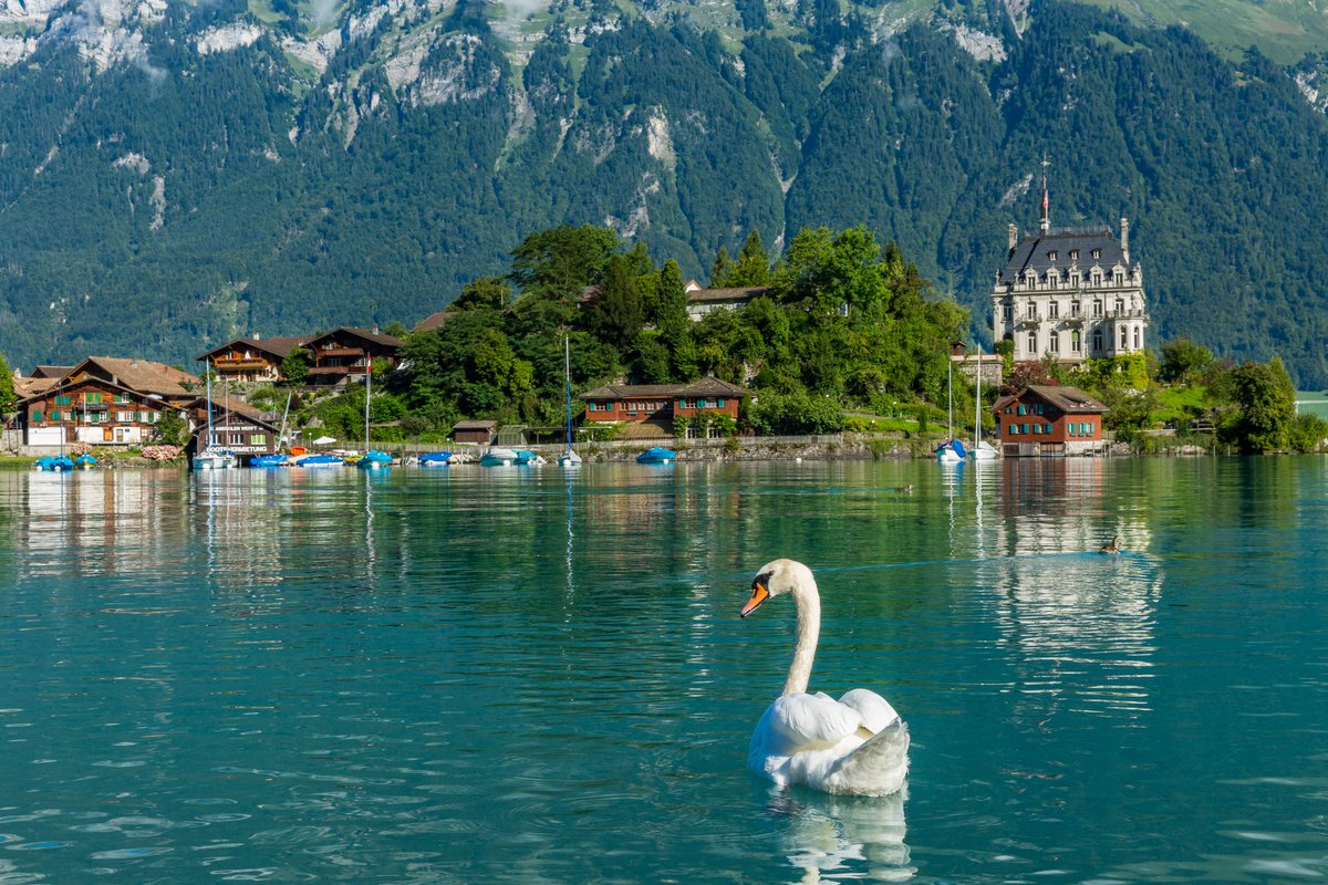 lanyan5200's tweet photo. The swans beat me to it and are living the dream, haha! π¦’π #SwanLife #DreamsComeTrue https://t.co/udaEKr1eTf