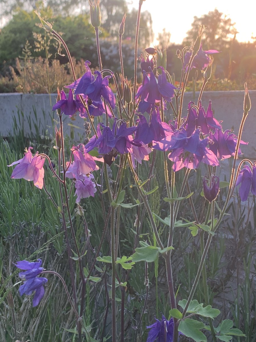 JohRomberg's tweet photo. Im eigenen #Garten bedrohte heimische #Wildpflanzen bewahren: Das geht mithilfe dieses wunderbaren Projekts der @UniLeipzig . Auf der Liste für #Niedersachsen sehe ich, dass 4 Arten schon bei mir wachsen – aber über 500 sind noch übrig! #Artenschutz 🌿🌸🪻
https://t.co/FNELXiECug https://t.co/KtJmu6TsaS