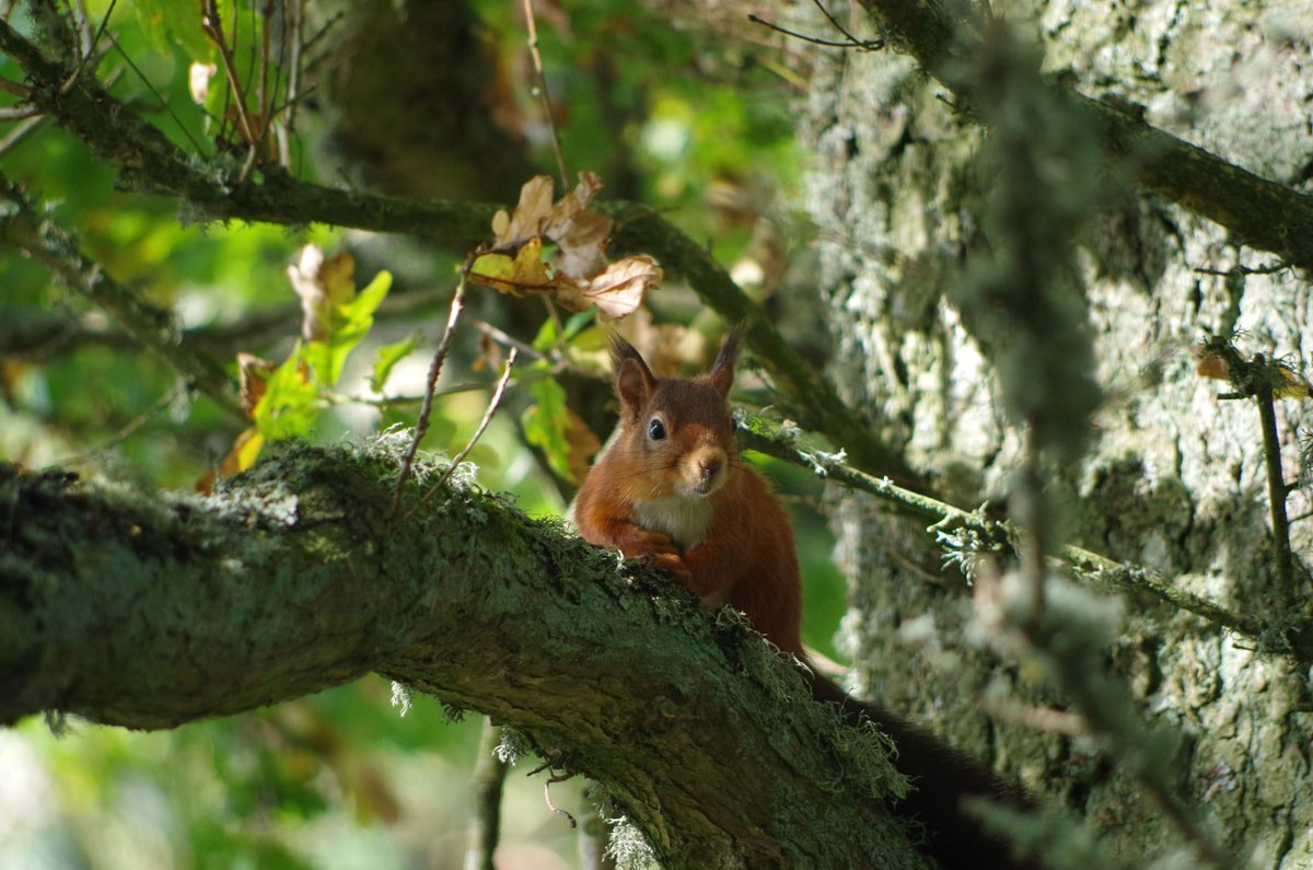Today is the first day of red squirrel awareness week! Keep an eye out for posts from us over the coming week, highlighting our iconic native species of squirrel and raising awareness on what is being done to protect them. #RedSquirrelAwarenessWeek Photo: Barry Bickerton