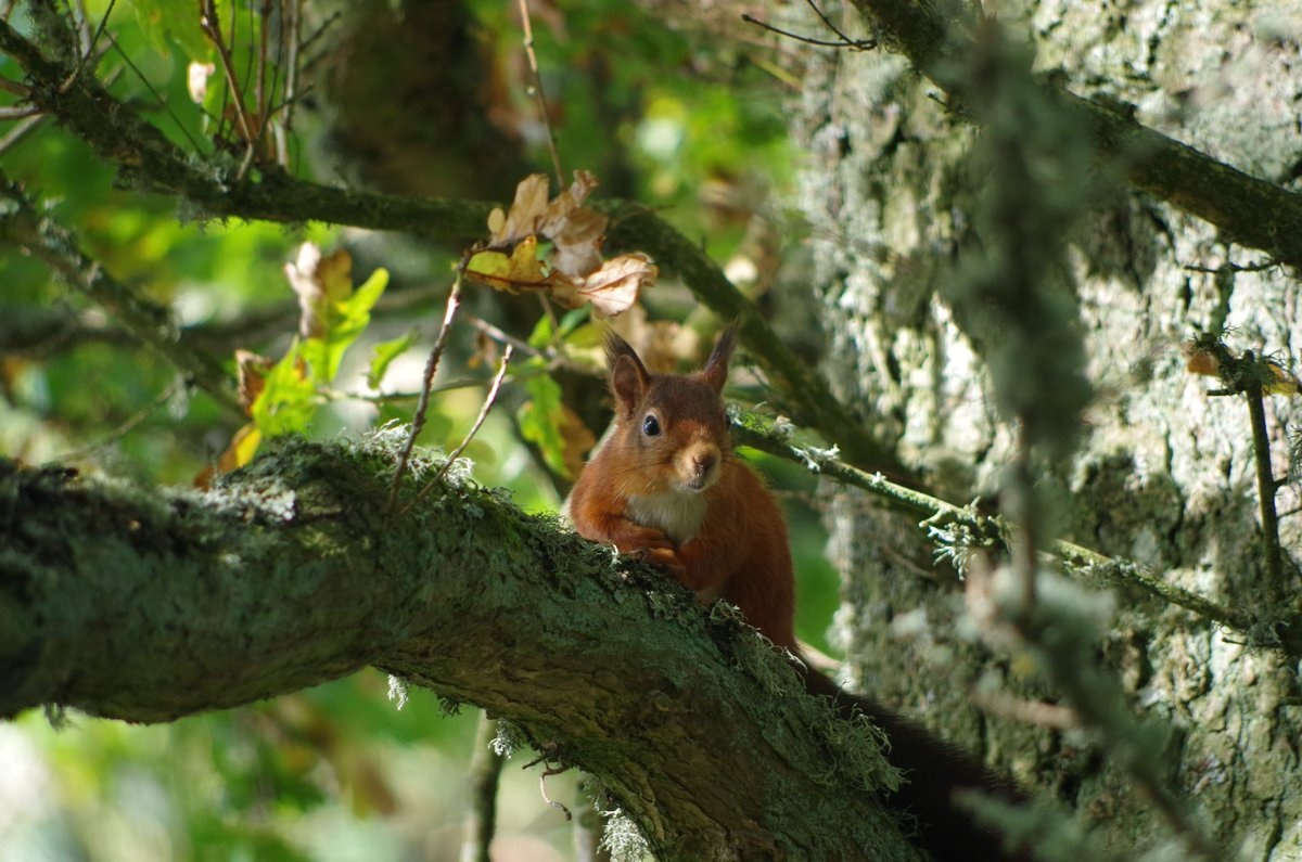 Today is the first day of red squirrel awareness week!
Keep an eye out for posts from us over the coming week, highlighting our iconic native species of squirrel and raising awareness on what is being done to protect them.
#RedSquirrelAwarenessWeek
Photo: Barry Bickerton