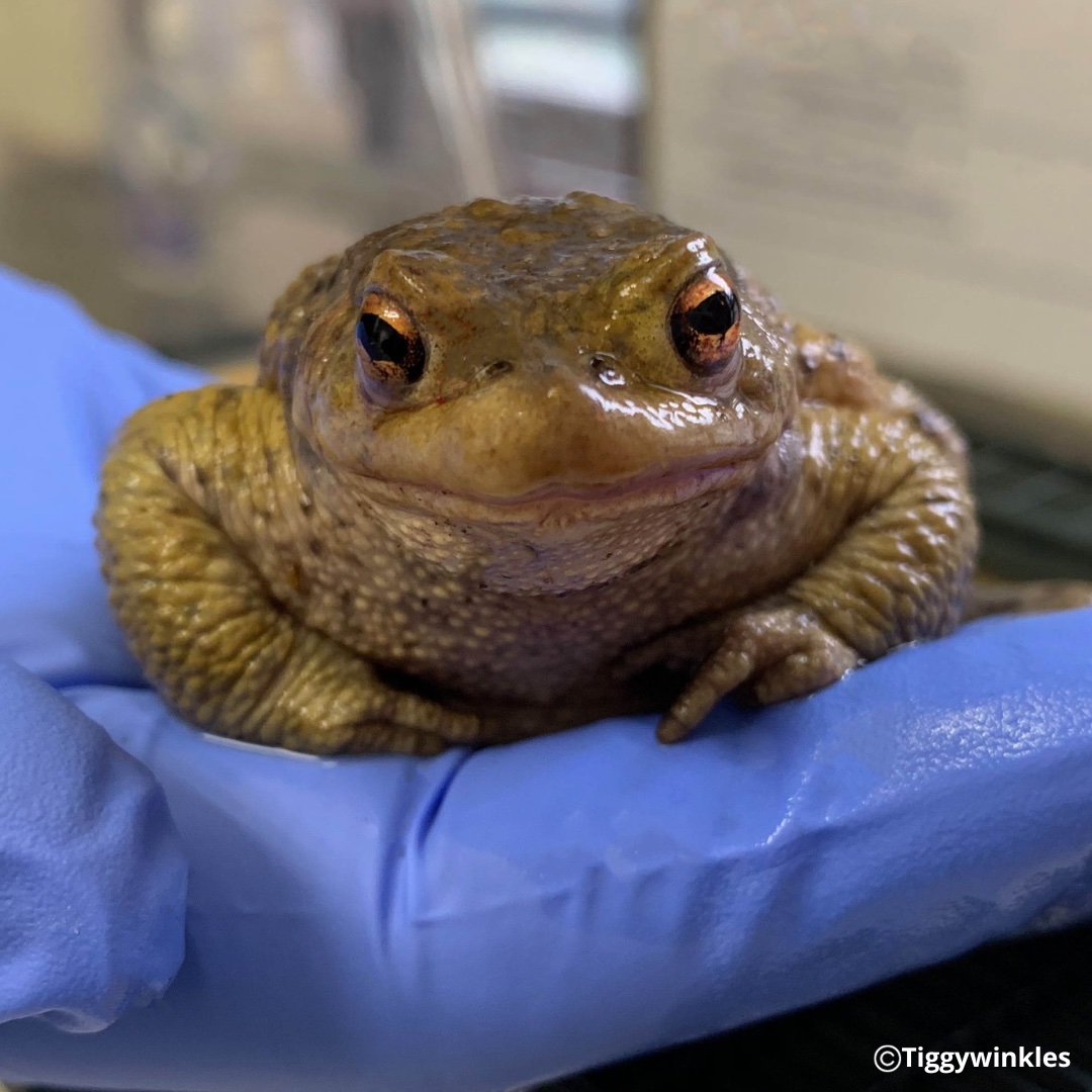 TiggywinklesUK's tweet photo. This toad came in with a wound on his back & leg. As toads absorb moisture through their skin, one of the most commonly used method of treatments is to immerse the patient in a solution containing antibiotics & pain relief. This method is working well & he's already improving. https://t.co/5gSlSMt8g2