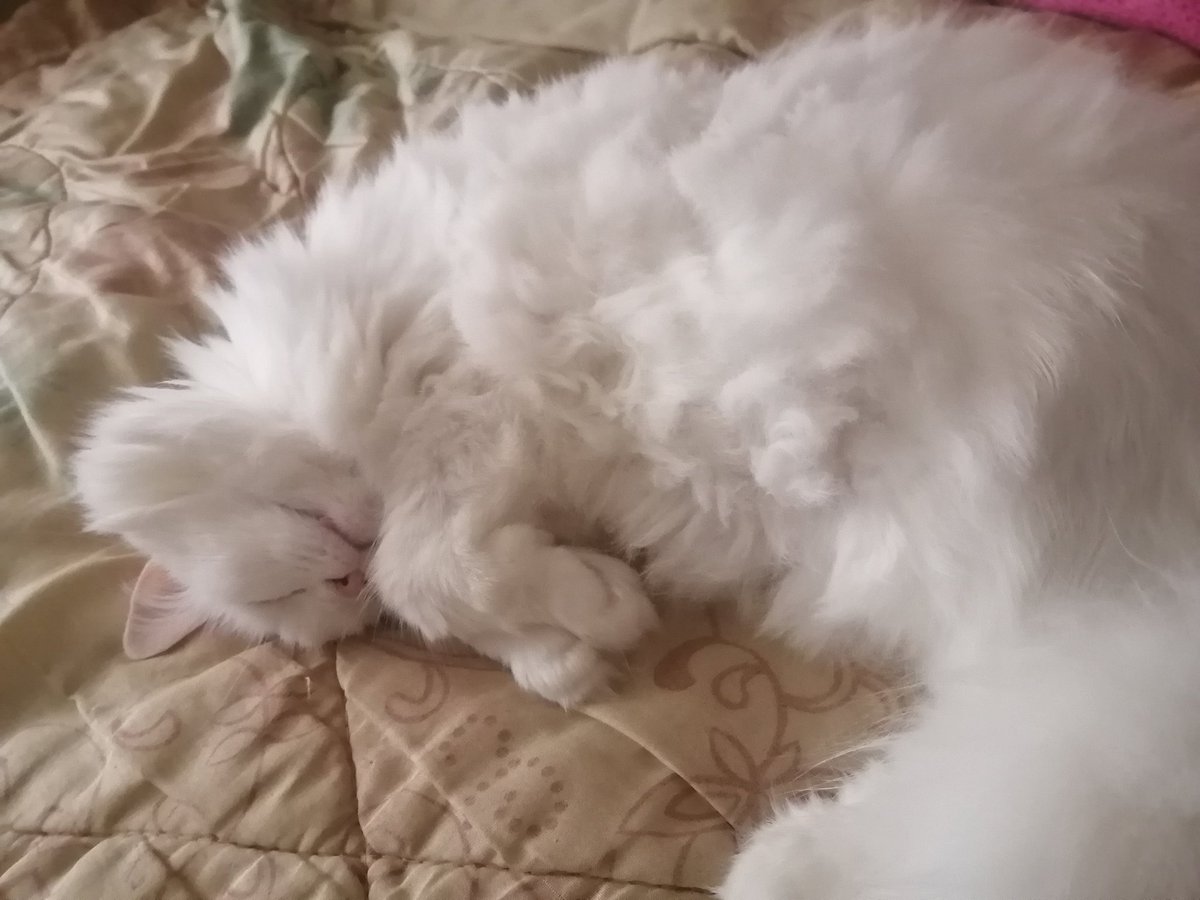 С октября повысили зп. Теперь богаче на 320р 😎
Глажу котю, чтобы не так грустно  было