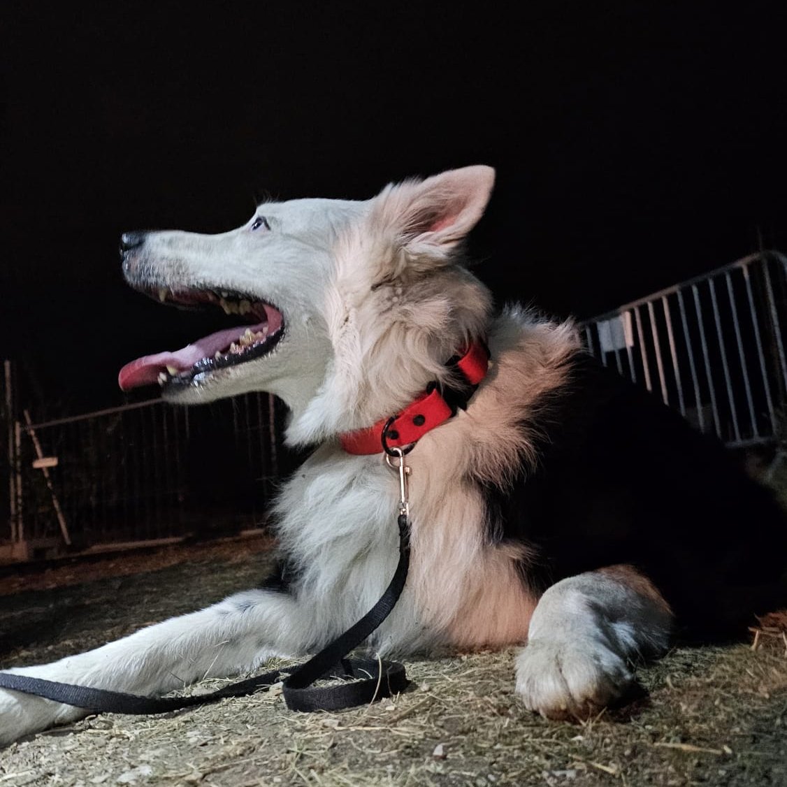 irodogs's tweet photo. Night searches at the Mission Readiness Test in #RubbleSearch in 🇦🇹. In the mystical silence of the night👻, hiding persons perservered in dark cavities, hoping to be discovered by the dog's noses.🐶
Chapeau to all helpers! 💙
#IRODogs #SearchandRescue #NaturalDisasterRescue https://t.co/jUvGkn8iv3