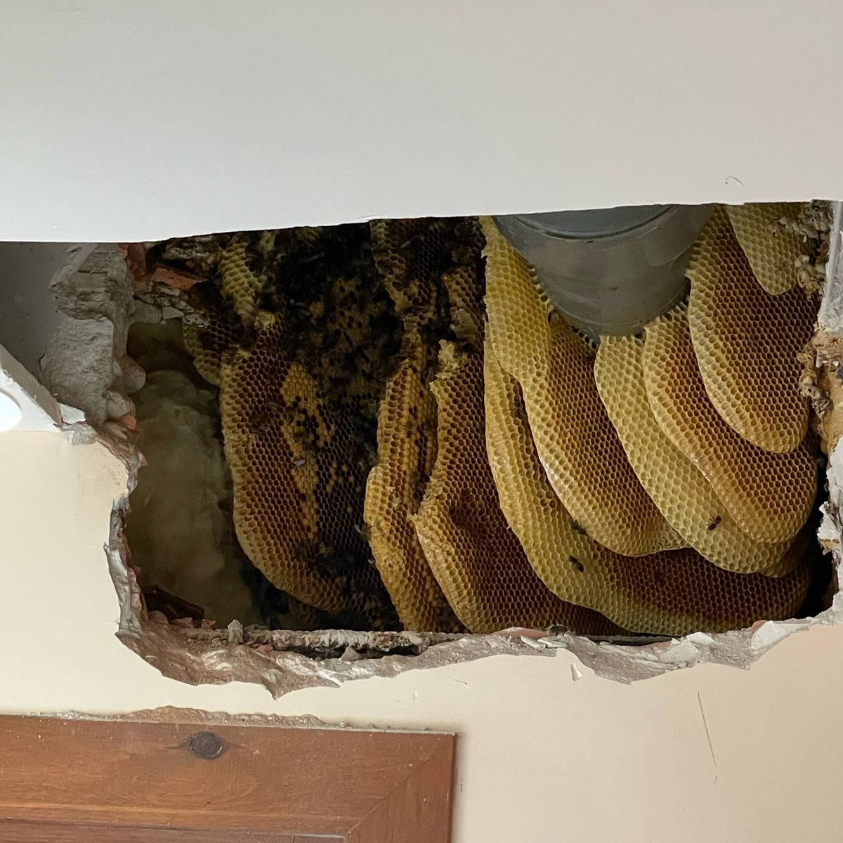 villadeberbegal's tweet photo. 🐝 Estas “amiguitas” se estaban colando dentro del edificio del Ayto. y las hemos desalojado. Los apicultores Ángel Bergua e hijo han llevado a cabo el procedimiento de la forma más delicada y minuciosa posible y la operación ha sido todo un éxito. ¡Gracias!

#Berbegal #Somontano https://t.co/2v12ZQBBnX