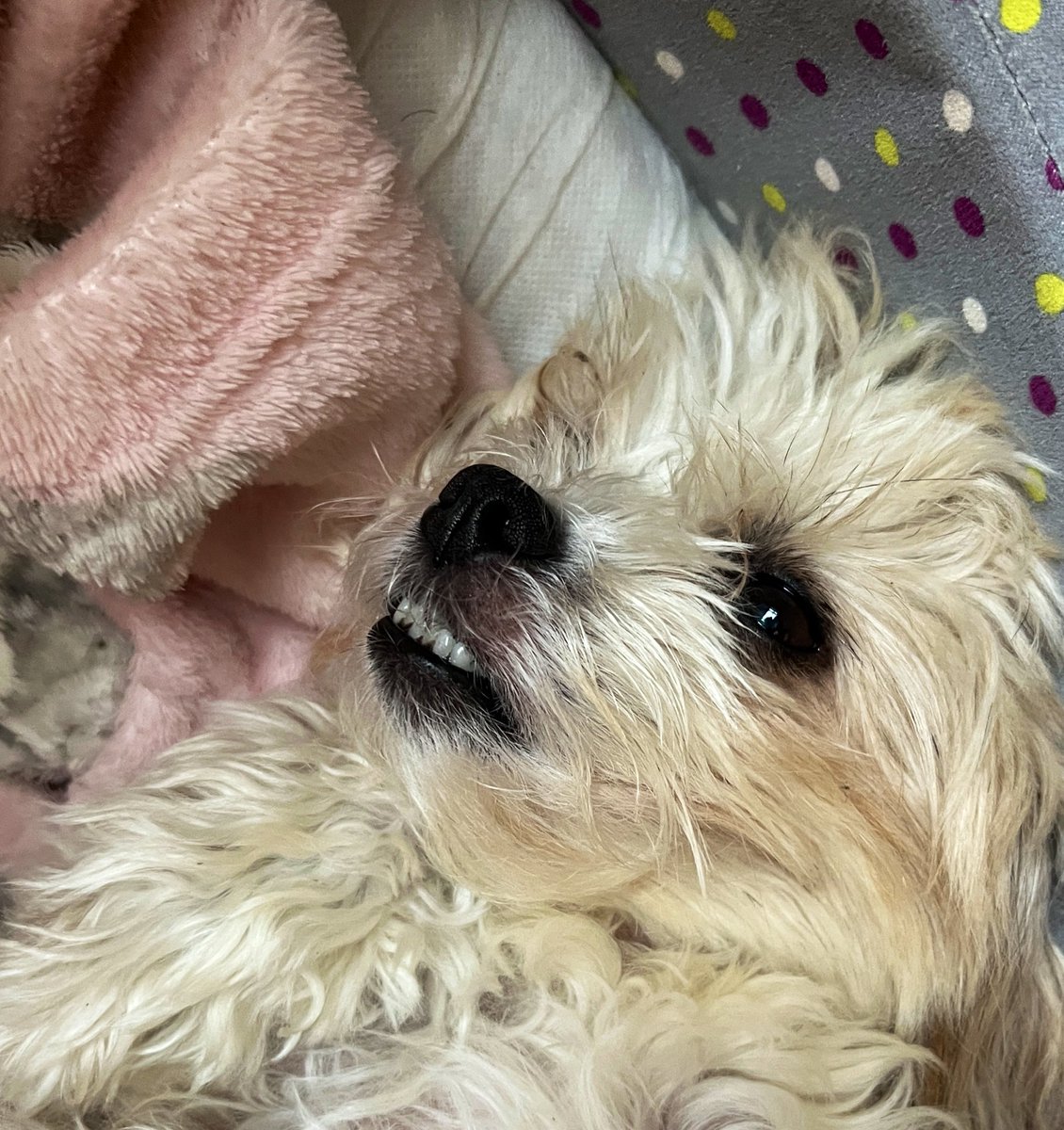 Happy paw pals? What you pawsome lot up to? Have a woofin good day #MondayMorning #MondayMotivation #dogsofx #doglife #dogs #zshq #chilling #iampuh 🐶🐾💕