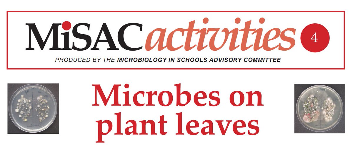 Sampling microbes found on leaves is a great way to explore populations. How about looking at the microbial populations present on leaves from native and non-native trees? misac.org.uk/PDFs/MISAC%20a…