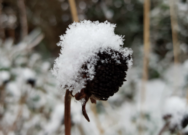 Hi #gardenshour! Anyone else felt autumn is definitely here? Mind, it's felt like that here in Penrith since July! This is what October means to us... don't 'tidy up' and cut back perennials. They're ideal hibernation spots for beneficial insects in winter. #gardening #gardeningX