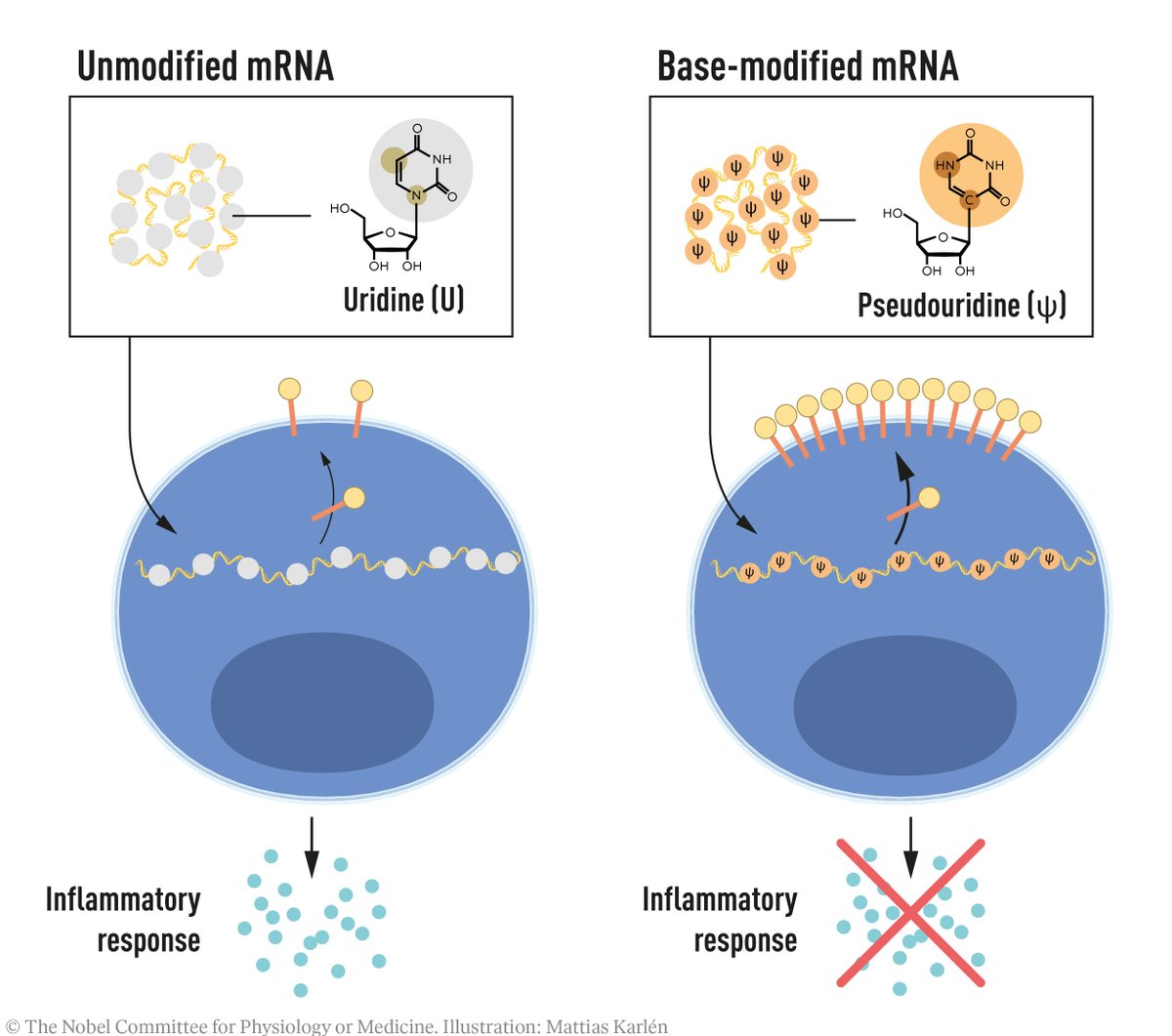 Katalin Karikó and Drew Weissman – awarded the 2023 #NobelPrize in Physiology or Medicine – discovered that base-modified mRNA can be used to block activation of inflammatory reactions and increase protein production when mRNA is delivered to cells.