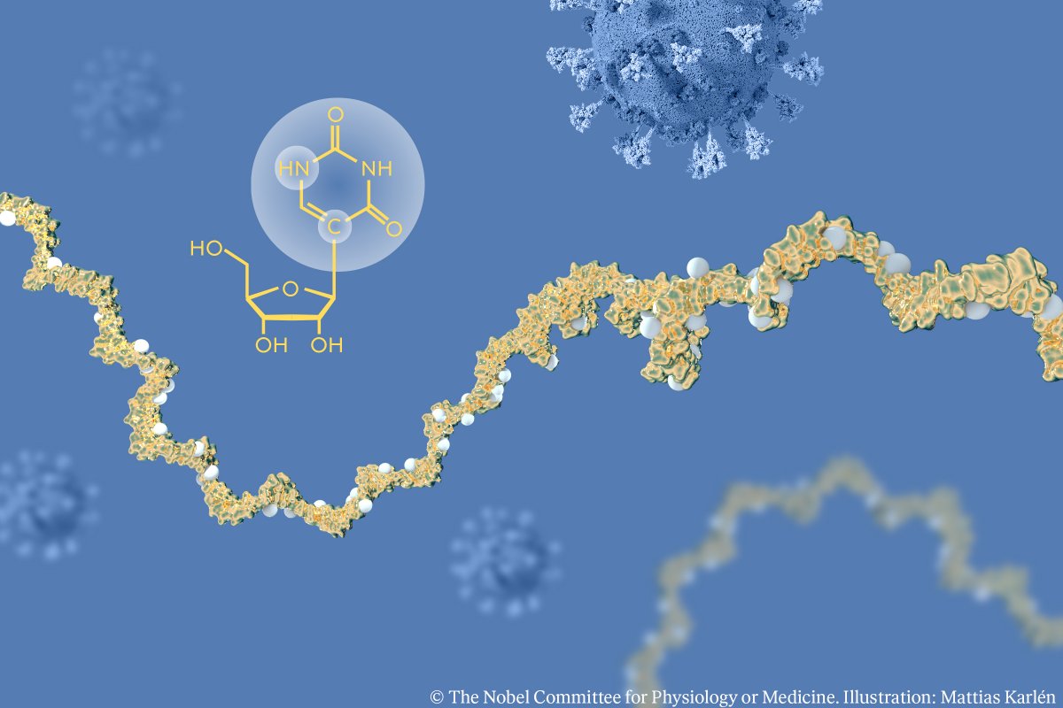 The discoveries by Katalin Karikó and Drew Weissman – awarded the 2023 #NobelPrize in Physiology or Medicine – were critical for developing effective mRNA vaccines against COVID-19 during the pandemic that began in early 2020. Through their groundbreaking findings, this year’s