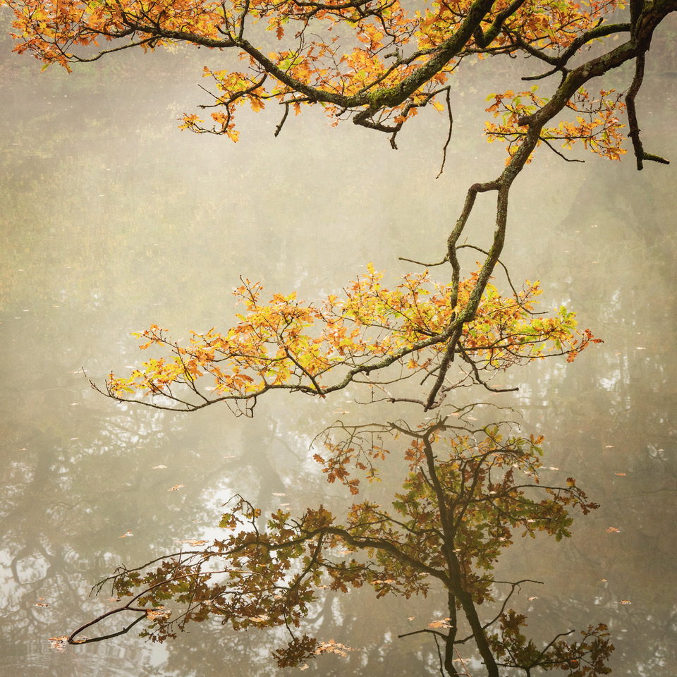 it's starting to feel like Autumn and the trees will soon be showing their colours. So right on cue our online talk on Friday is Edward Hyde's guide to Woodland Photography, "I Can't See the Wood for the Trees". Virtual visitors welcome, see hdcc.org.uk/syllabus