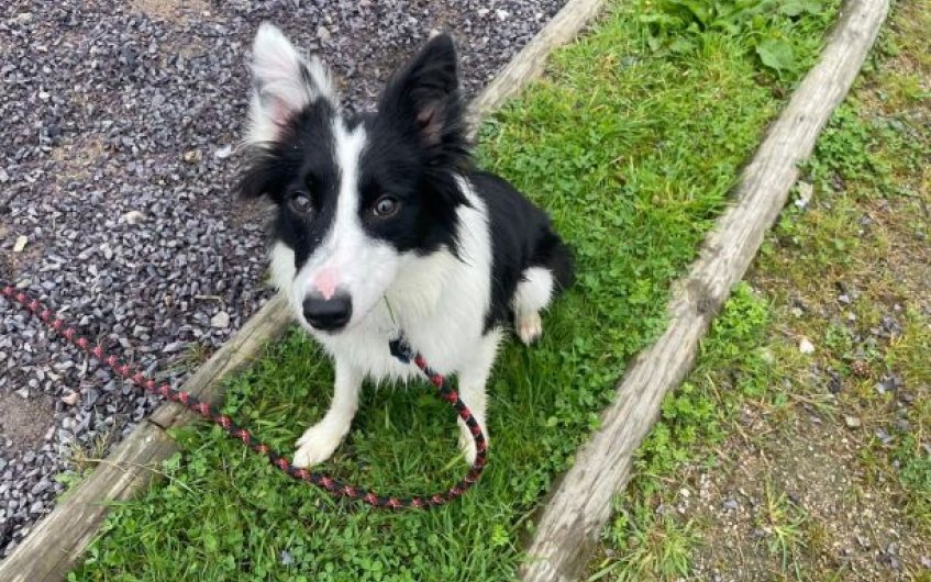 Please retweet to help Winter find a home #ABERDEENSHIRE #SCOTLAND #UK Active Border Collie aged 10 months. She's looking for an experienced, adult home to go on with training and socialisation.  She would benefit from living with another calm, neutered dog🐶✅ 
DETAILS or