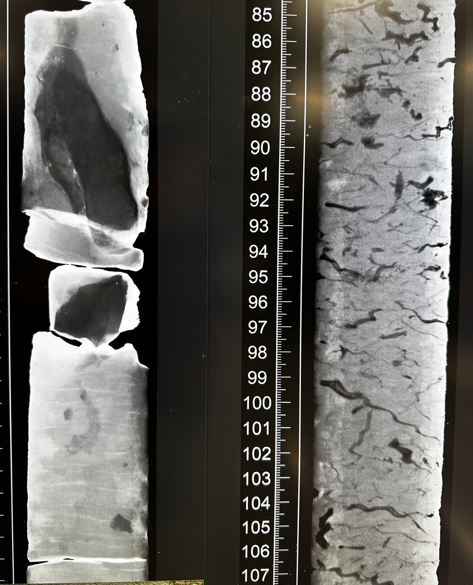 🌍 Why X-ray 🩻 sediments?  #EXP400 scientists X-scan archive halves of cores to see within, but without damaging them. This new JR ⛴️machine gives images of rocks, layers &amp; fossils🐚 - like these curly burrows to help write the story of Greenland's icy 🧊&amp; melty 💧past. #IODP