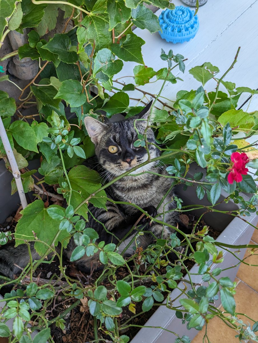 Faabroom's tweet photo. Ma quanto carino è? 🤣 #gatti #cats https://t.co/0SJrjdikHD