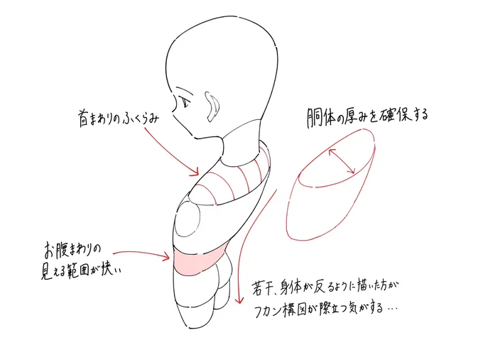斜め後ろから見た胴体を描くときのポイントメモです。 