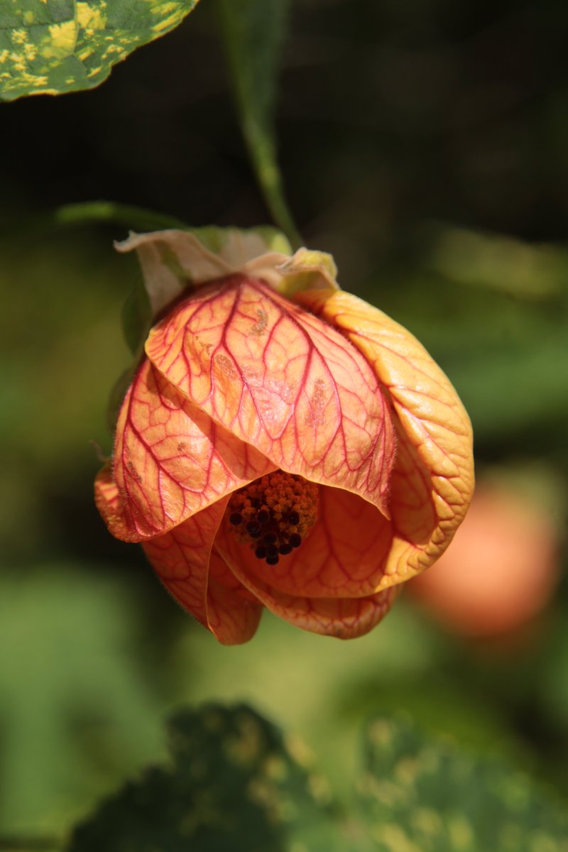 Abutilon 😇