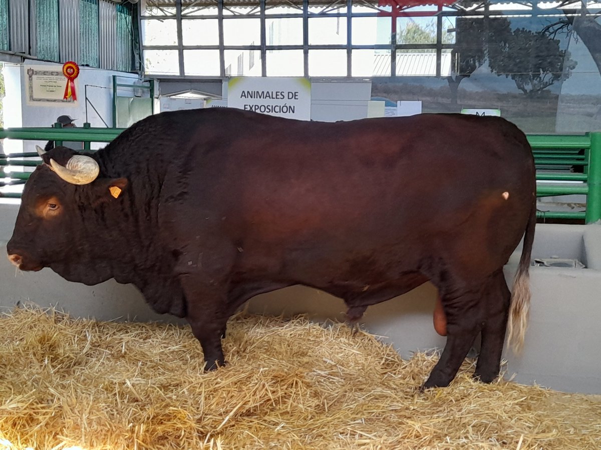jemarey43's tweet photo. #Zafra y su #Feria.
Siempre me ha encantado el #Retinto.
#FIGZafra2023
#ExtremaduraValeMucho https://t.co/rLVAL7Iu8O