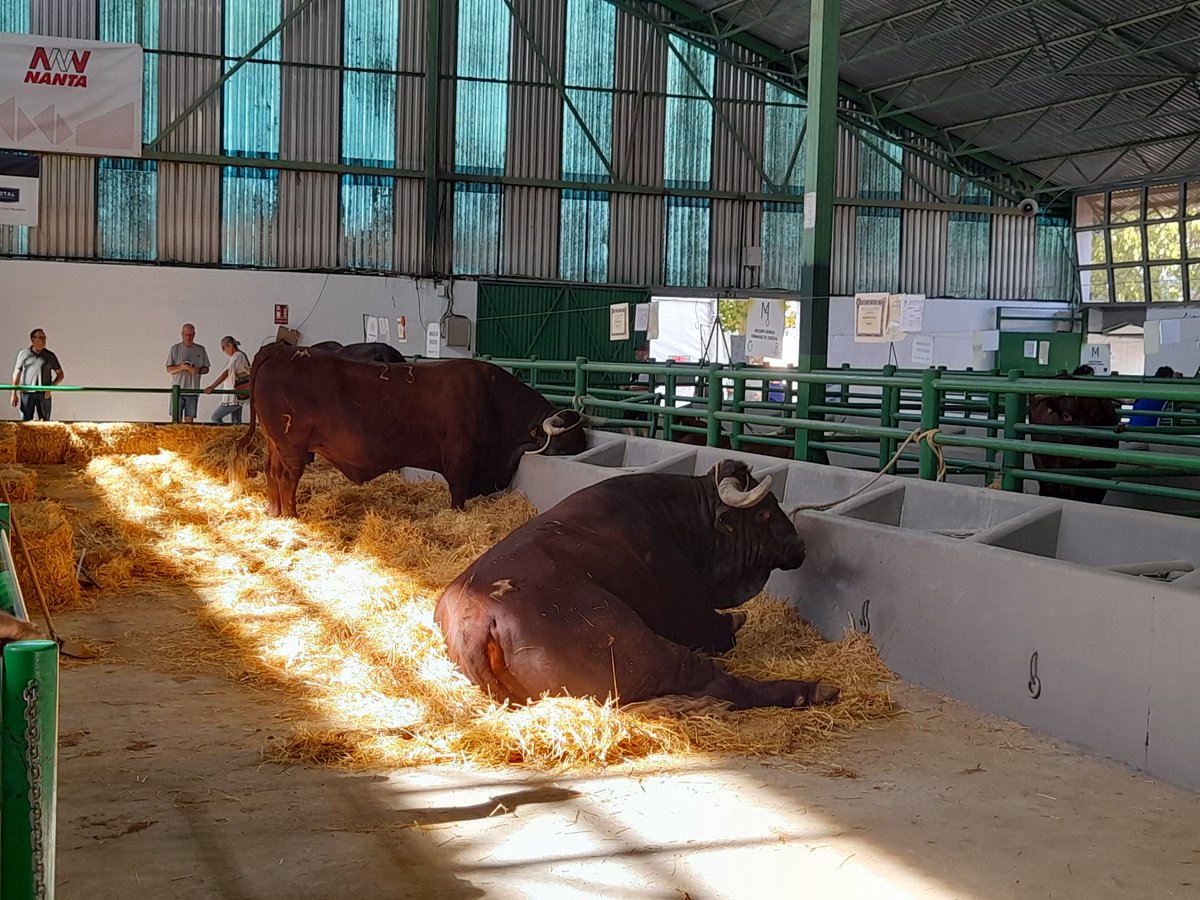 jemarey43's tweet photo. #Zafra y su #Feria.
Siempre me ha encantado el #Retinto.
#FIGZafra2023
#ExtremaduraValeMucho https://t.co/rLVAL7Iu8O