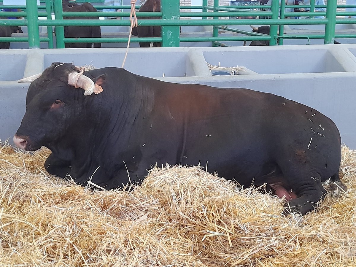 jemarey43's tweet photo. #Zafra y su #Feria.
Siempre me ha encantado el #Retinto.
#FIGZafra2023
#ExtremaduraValeMucho https://t.co/rLVAL7Iu8O