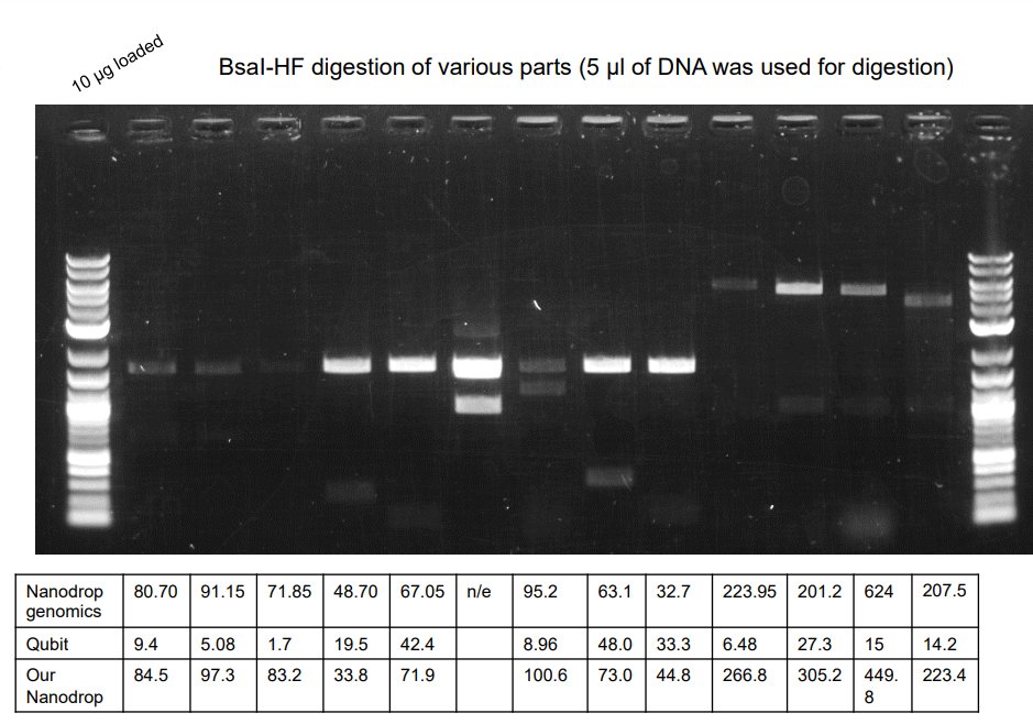 ProfTomEllis's tweet image. Why is Nanodrop so bad at giving the right concentration of our miniprepped plasmids? Look at the gel and table. We Qiaprepped 13 plasmids from NEB Turbo cells, read the conc. on 2 different Nanodrops and a Qubit and then did test digest and gel. Only Qubit matches the gel data🤷‍♀️