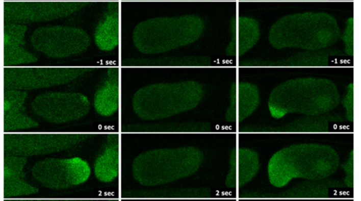 BiologyOpen's tweet photo. 🧬🔬This #MethodMonday Katie M. Toperzer and colleagues @FloridaTech use a CaFE reporter, a calcium indicator which aids the visualisation of sperm-egg fusion during fertilisation. 🔓 Read the full #OpenAccess Research Article here: https://t.co/b82DOSaZXD https://t.co/qlbdhAwFqF