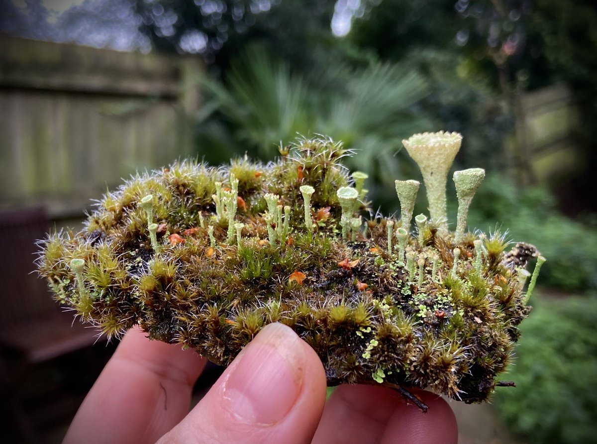 Stunning little chunk of cladonia &amp; moss.