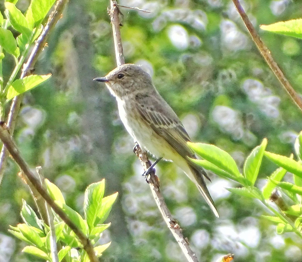 PAPAMOSCAS GRIS /Muscicapa striata/
Aunque en mucho menor número que sus 'primos' los cerrojillos, en esta época se han podido ver estos pajarines en casi cualquier parque haciendo un alto en el camino en ese largo viaje a África para pasar el invierno  #birds