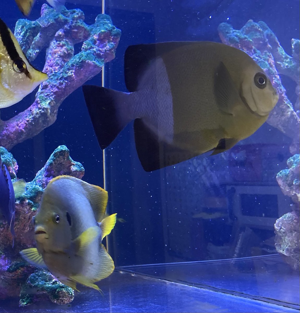 basabei's tweet image. オールドウーマン&amp;amp;アフリカヌス
ヤッコでは他種とは一線を画す
渋すぎる体色が魅力的です。