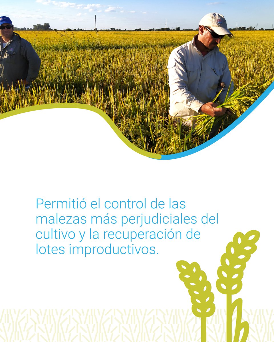 intaargentina's tweet photo. Desarrollamos la tecnología clearfield en arroz, una innovación genética no transgénica que le otorga al cultivo resistencia a los herbicidas de la familia de las imidazolinonas y permite el control de las malezas más perjudiciales.

#INTAesInnovación #100LogrosINTA https://t.co/Gkz3qCZU6S