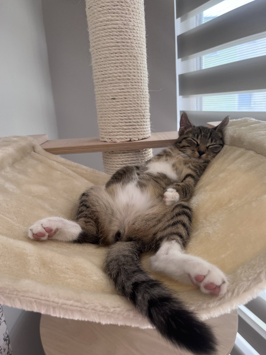 Sofía 🐄 tweet media