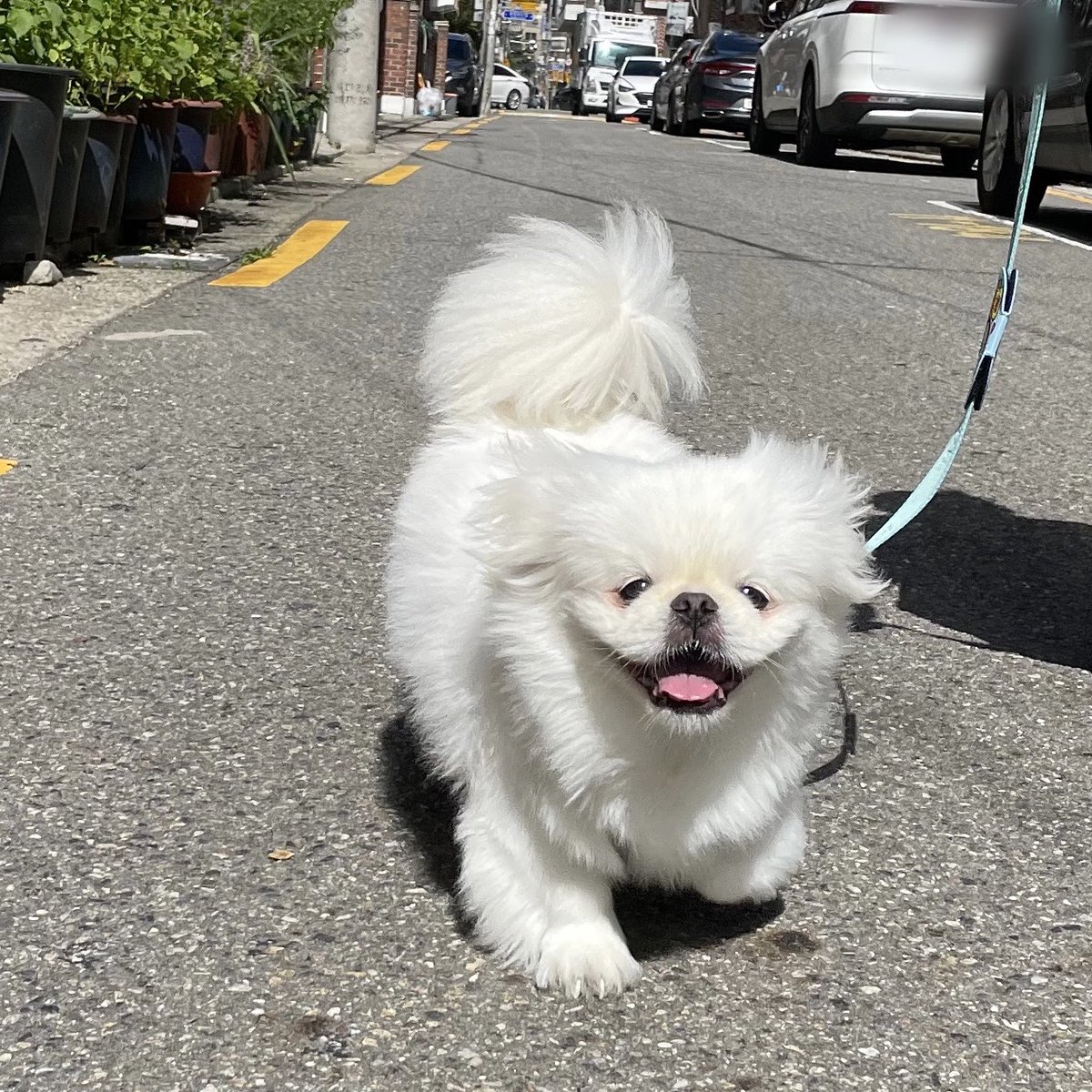 zzoggany's tweet photo. 강쥐도 연휴 최고라는데 좀만 더 주쇼 https://t.co/6eRTrVm4Nh