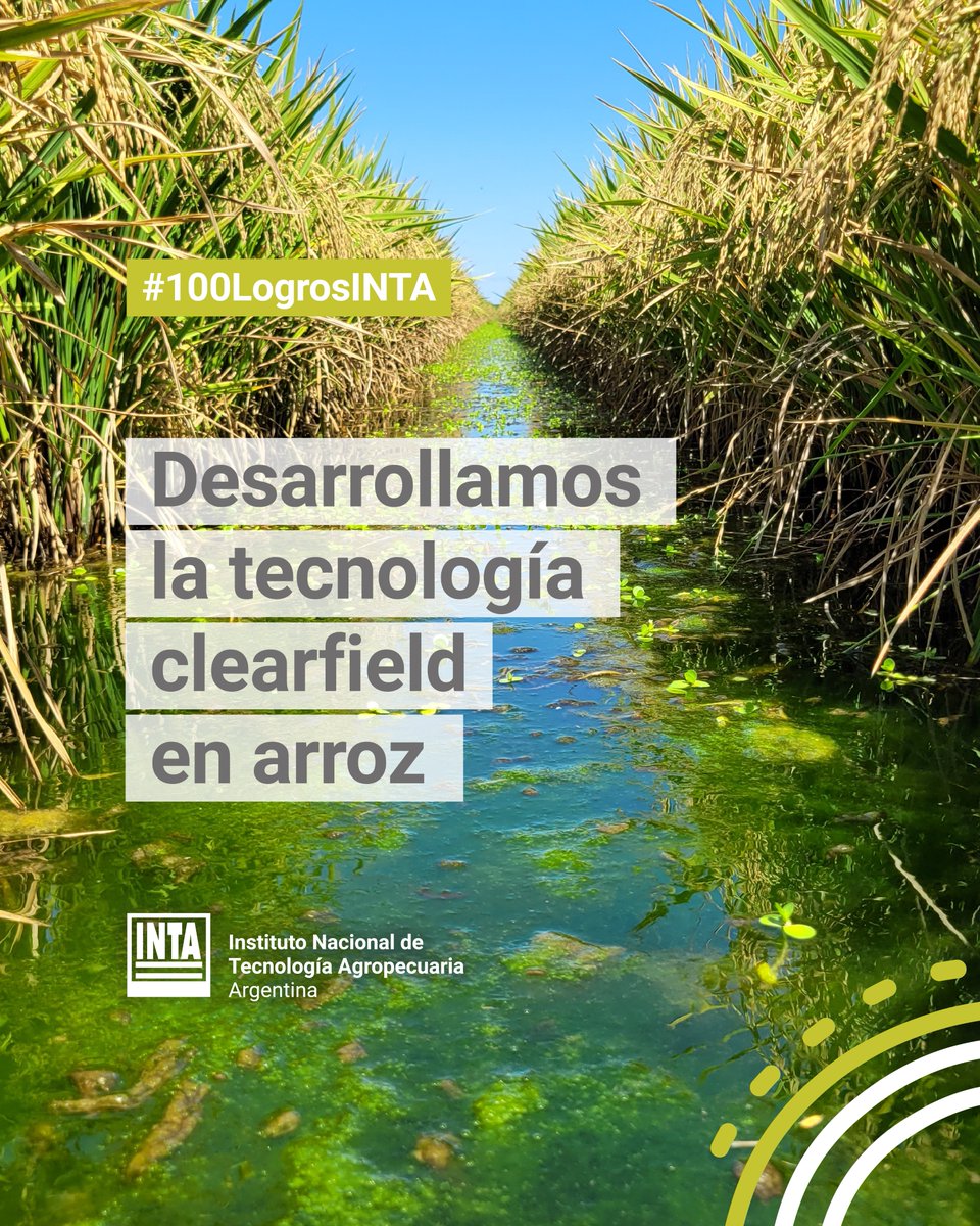 intaargentina's tweet photo. Desarrollamos la tecnología clearfield en arroz, una innovación genética no transgénica que le otorga al cultivo resistencia a los herbicidas de la familia de las imidazolinonas y permite el control de las malezas más perjudiciales.

#INTAesInnovación #100LogrosINTA https://t.co/Gkz3qCZU6S