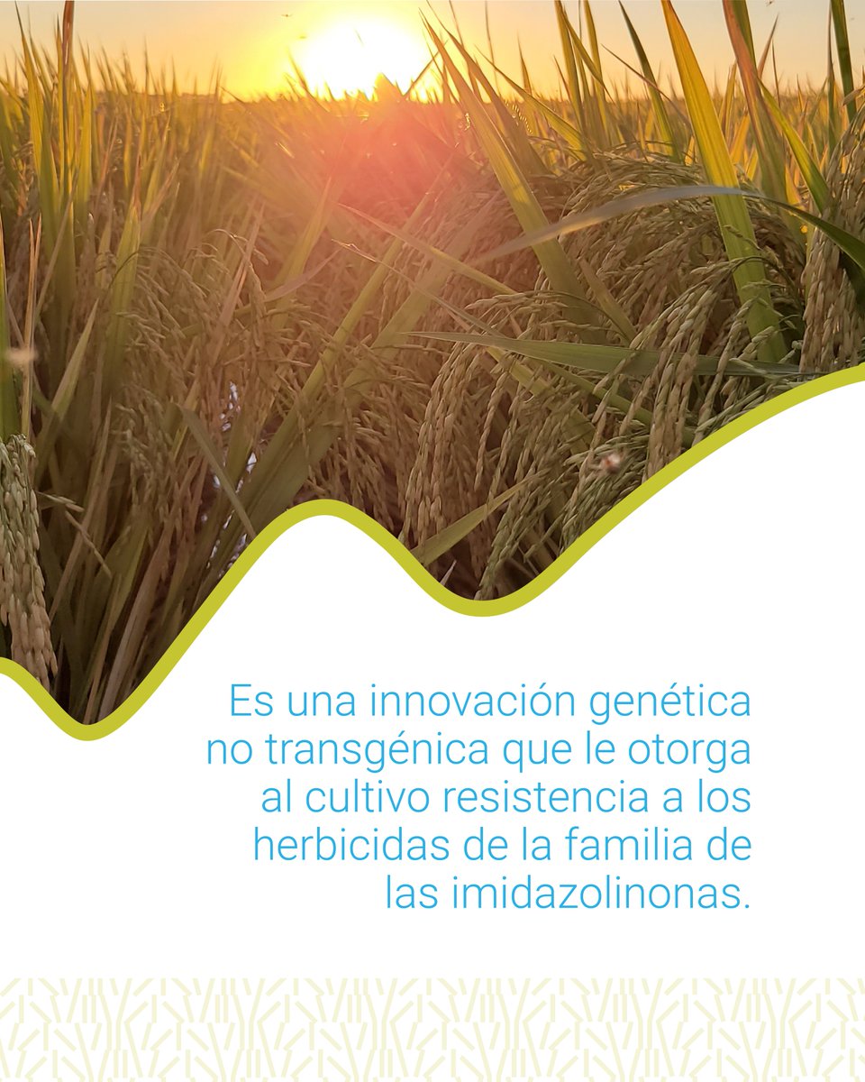 intaargentina's tweet photo. Desarrollamos la tecnología clearfield en arroz, una innovación genética no transgénica que le otorga al cultivo resistencia a los herbicidas de la familia de las imidazolinonas y permite el control de las malezas más perjudiciales.

#INTAesInnovación #100LogrosINTA https://t.co/Gkz3qCZU6S
